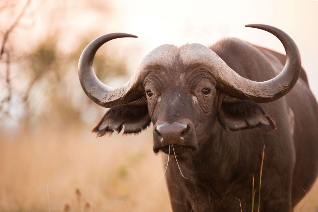 Bison dans un pré