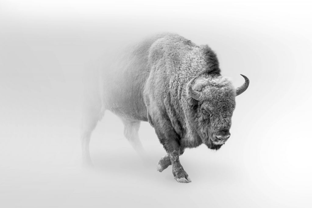 Bison noir et blanc