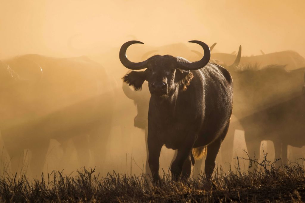 Buffles dans le brouillard