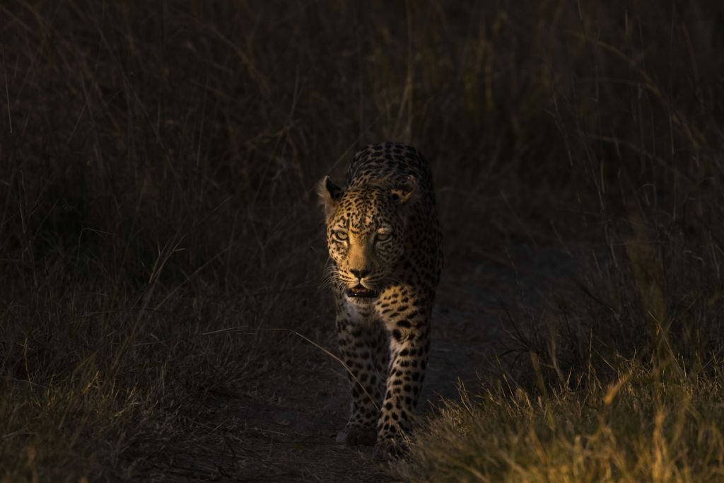 Léopard au coucher de soleil