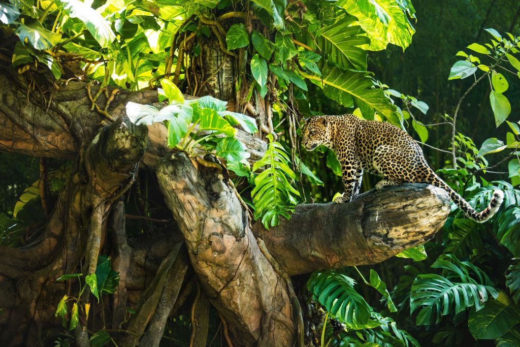 Léopard sur une branche