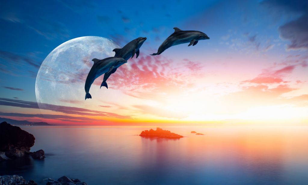 Les dauphins en pleine nuit