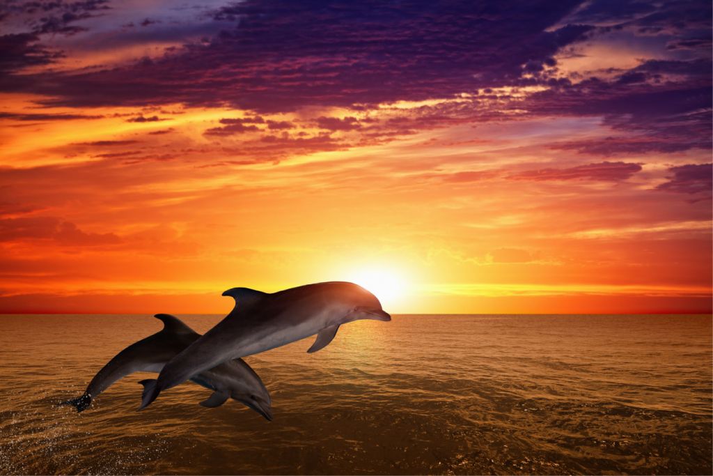 Dauphins sous le coucher du soleil