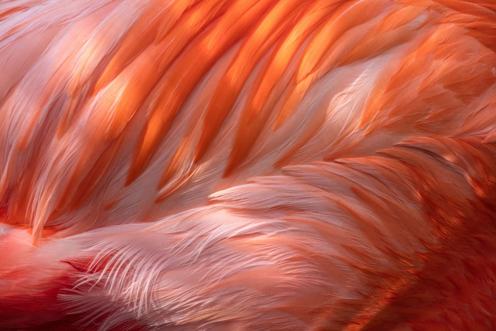 Plumes de flamant