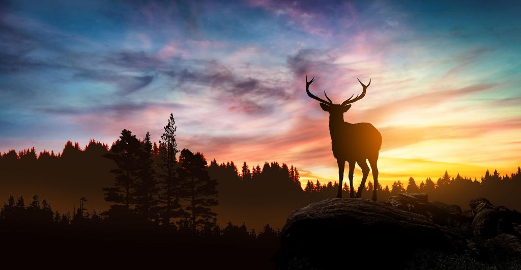 Cerf pendant le coucher du soleil