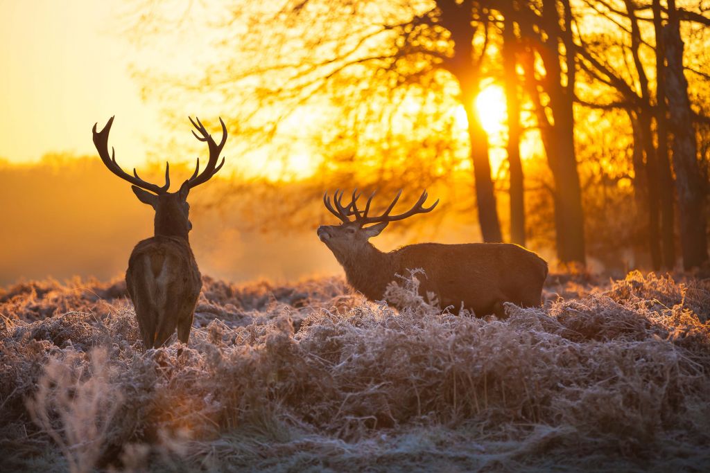 Cerfs au coucher du soleil