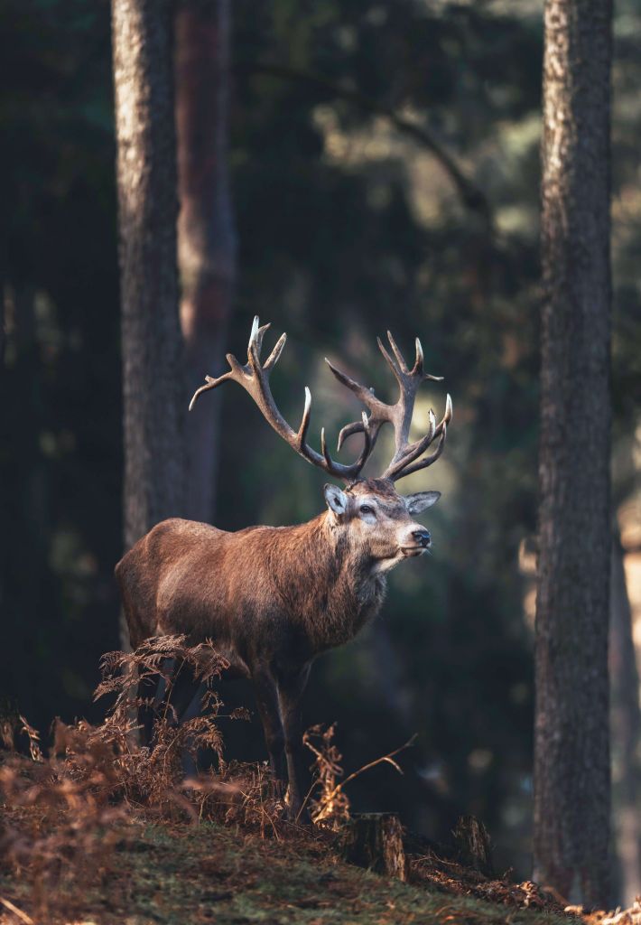 Un cerf sur une colline