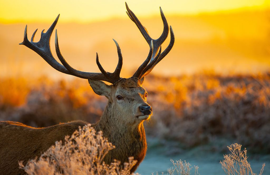 Cerf dans une réserve naturelle