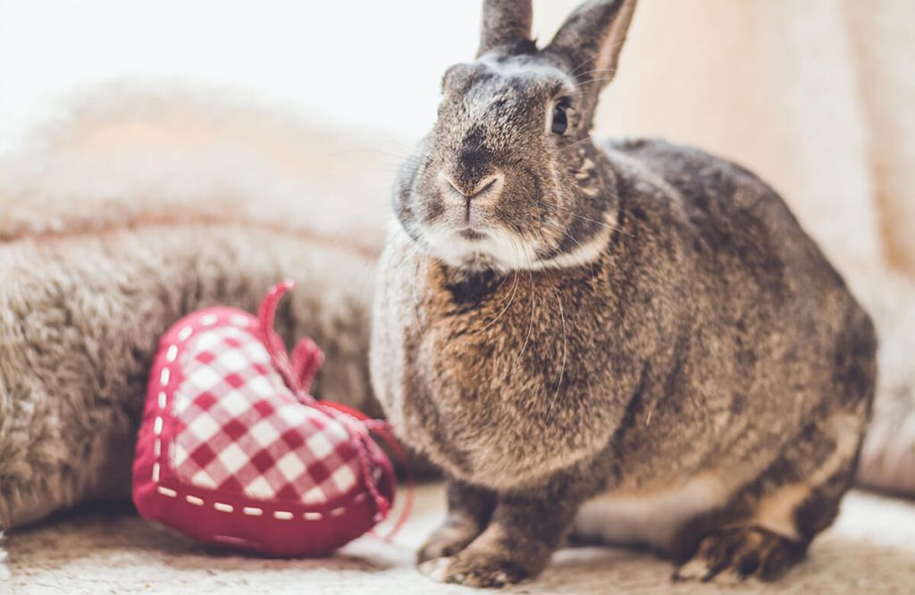 Lapin avec un cœur