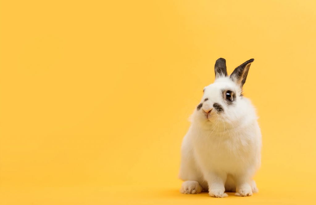 Pose de lapin