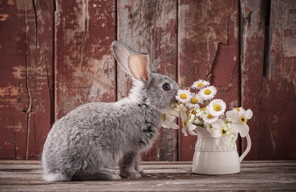 Lapin avec des marguerites