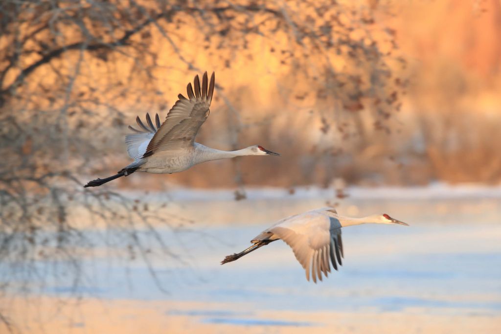 Grues en plein vol