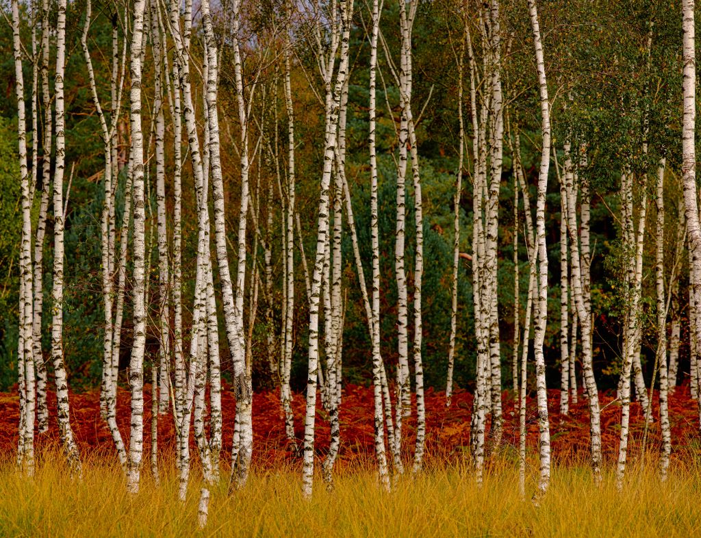 Des bouleaux à la lisière de la forêt