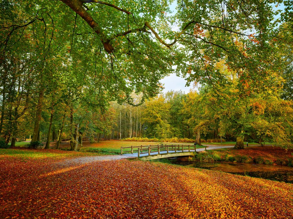 Un pont dans la forêt