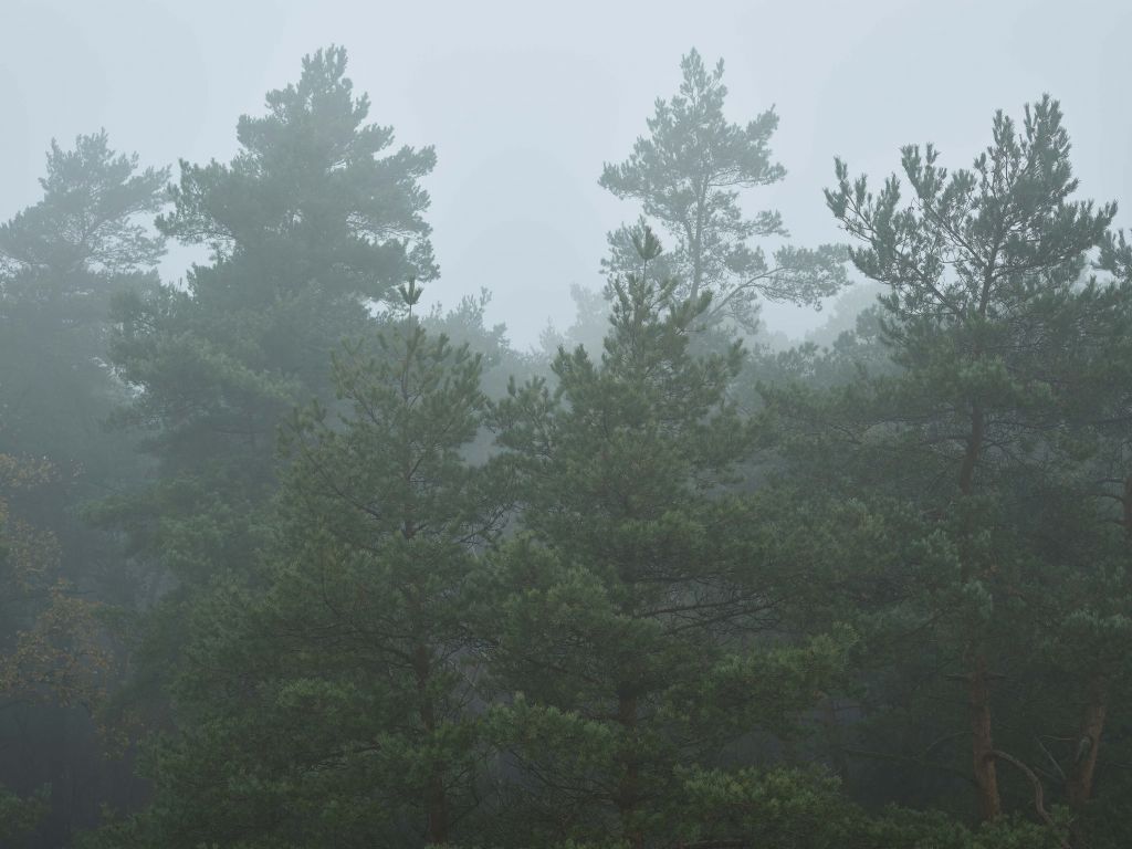 Des conifères dans le brouillard