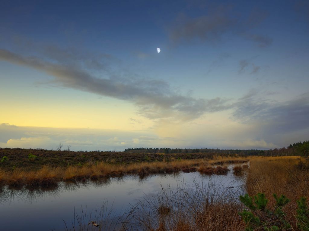 La lune dans la lande