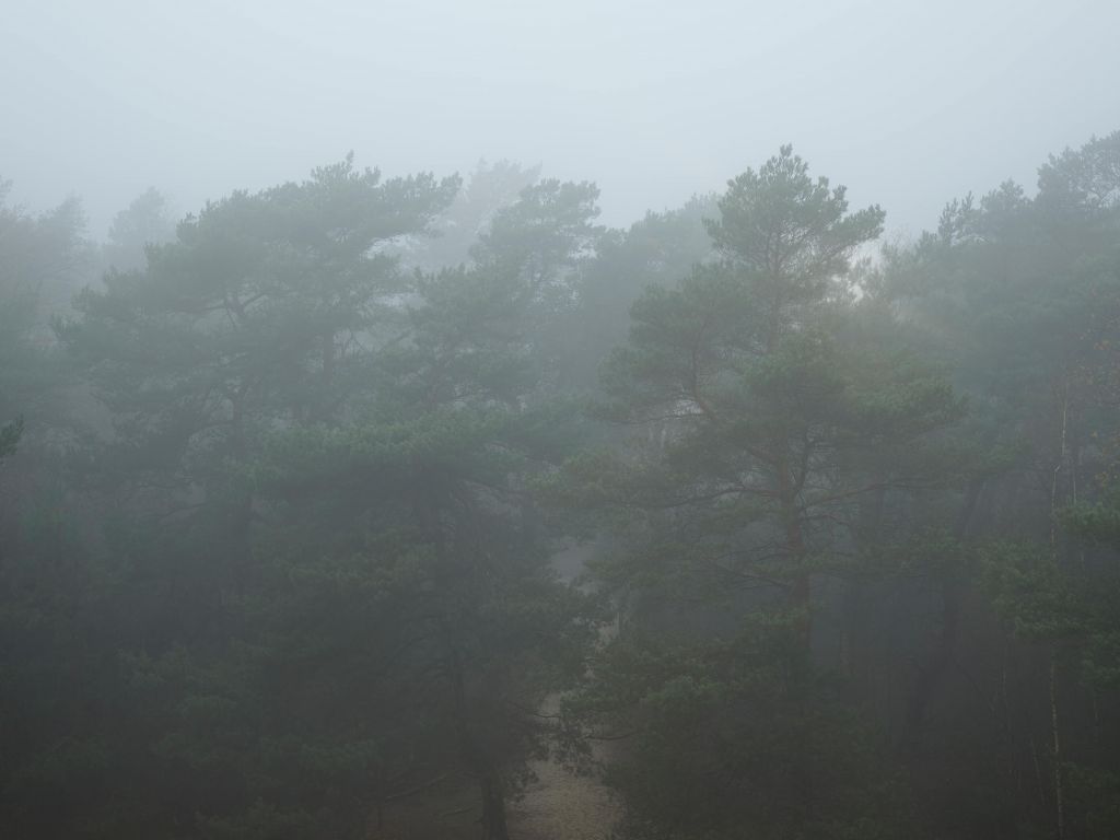 Chemin à travers la forêt brumeuse