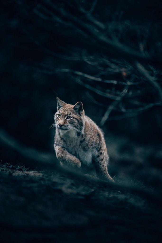 Lynx dans les bois