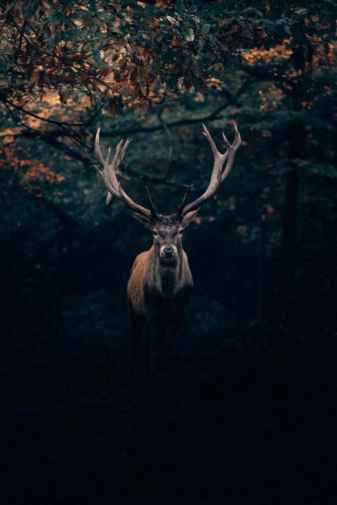 Des daims dans la forêt