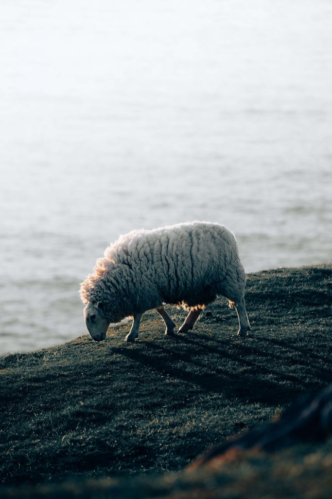 Moutons au pâturage