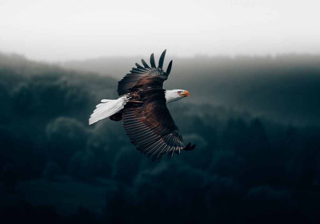 Aigle volant