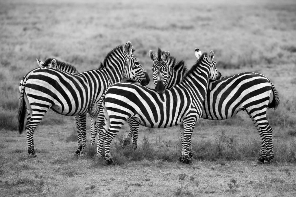 Stripes