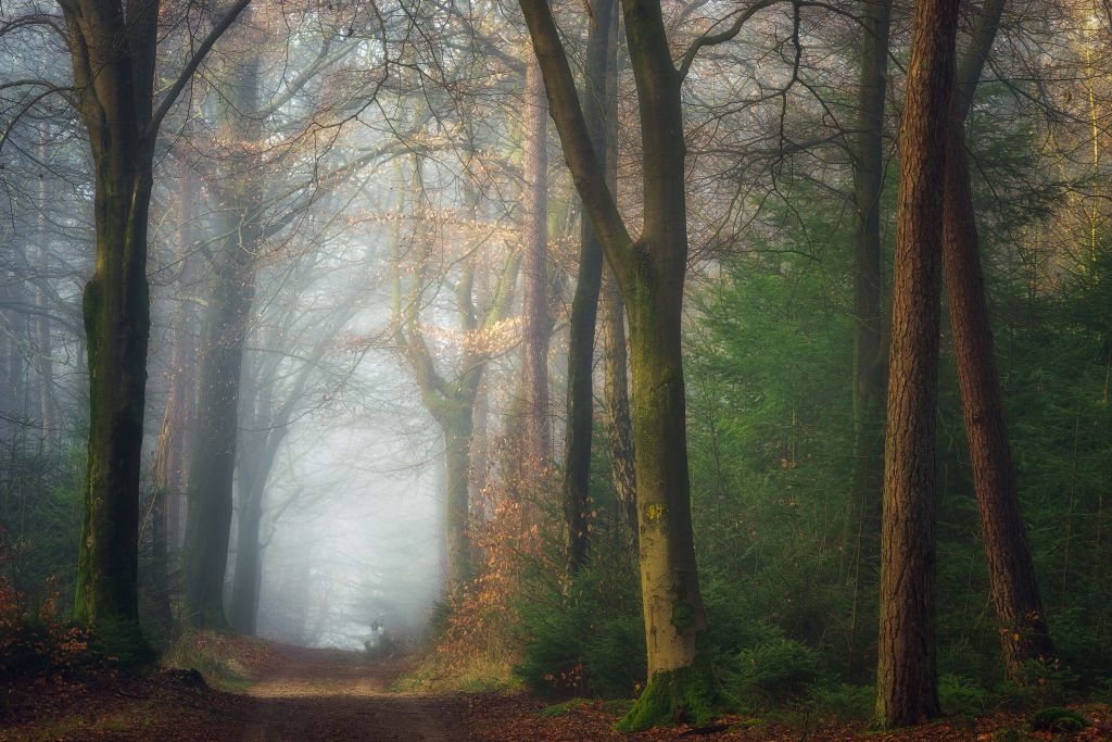 Once Upon A Dream