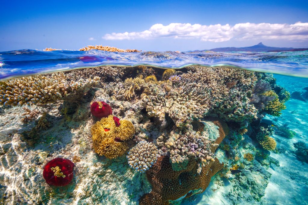 Mayotte : The Reef