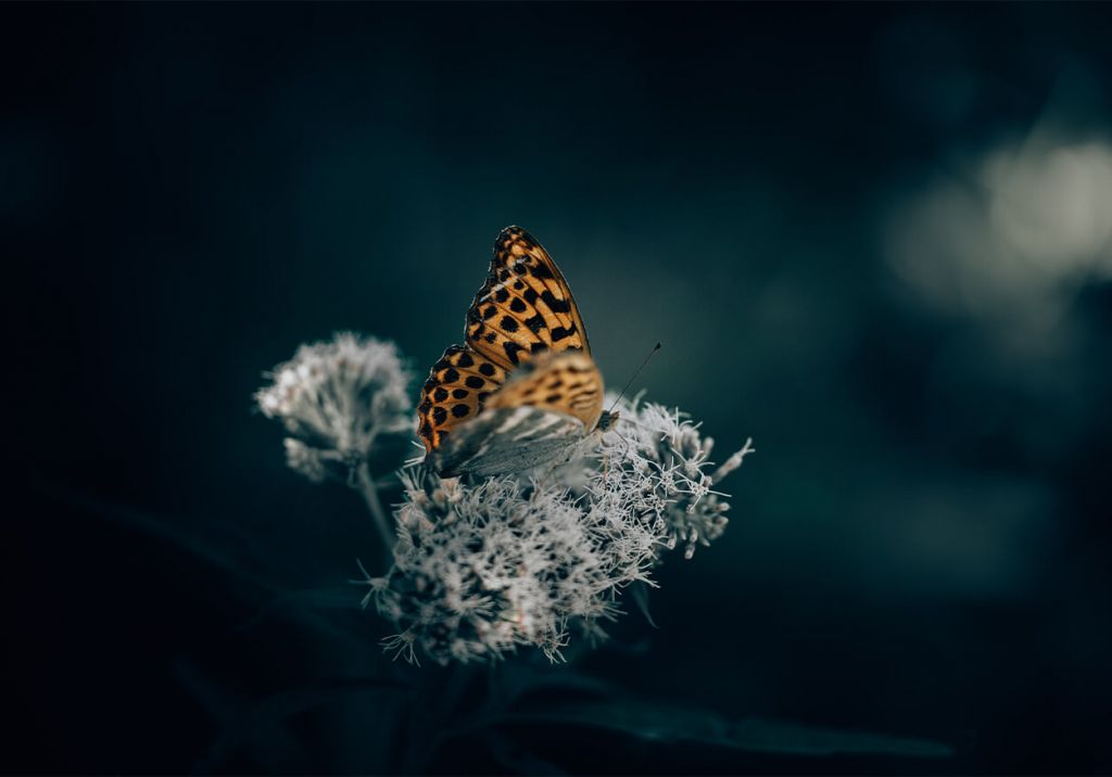 Modèle de la nature