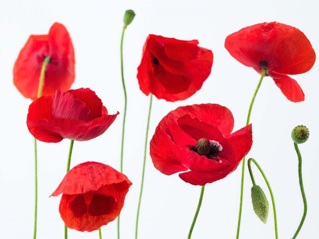 Coquelicots sur fond blanc