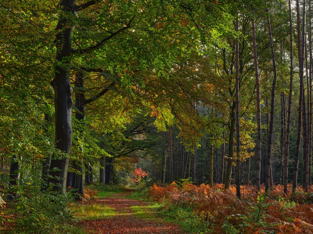 Chemin de feuilles à travers la forêt