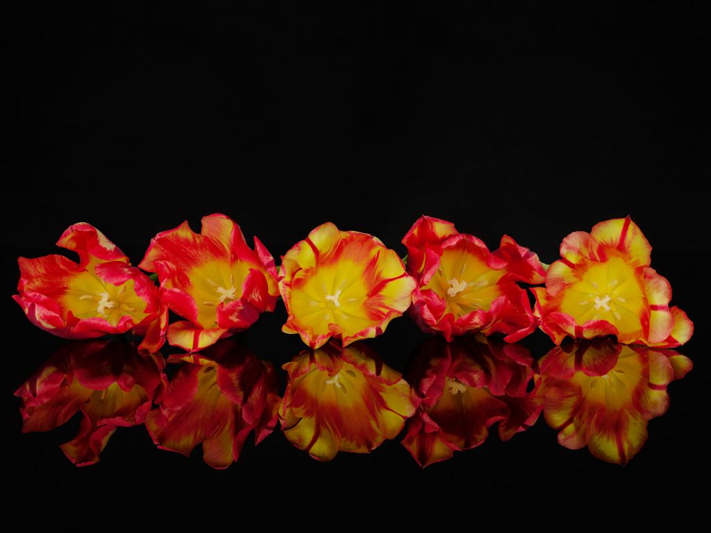 Fleurs orange colorées