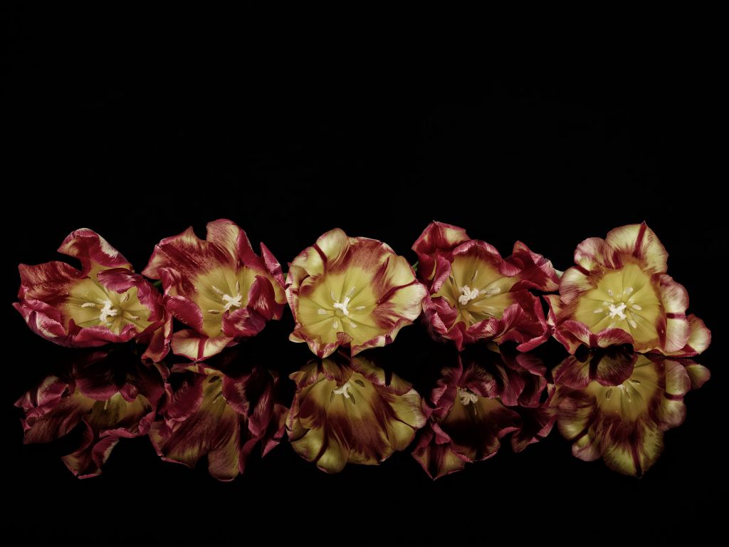 Fleurs d'ambiance
