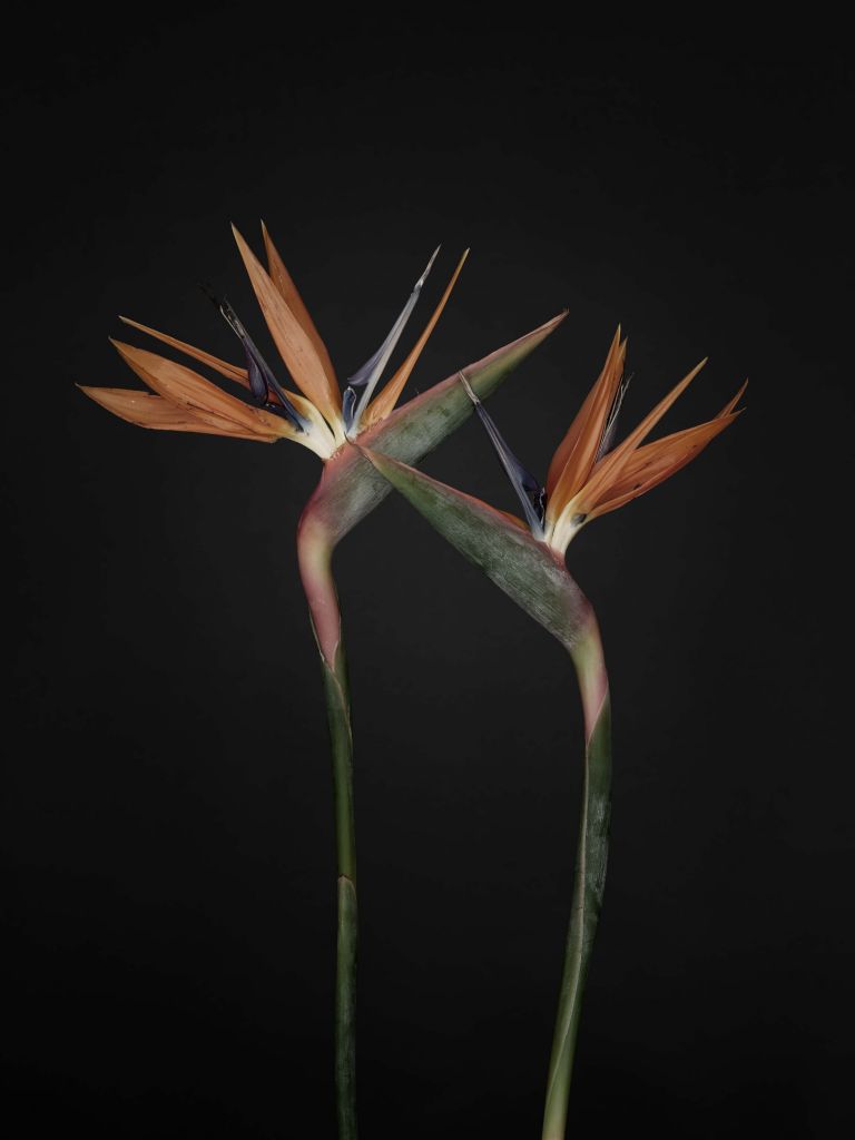 Oiseau de paradis fleurs vintage