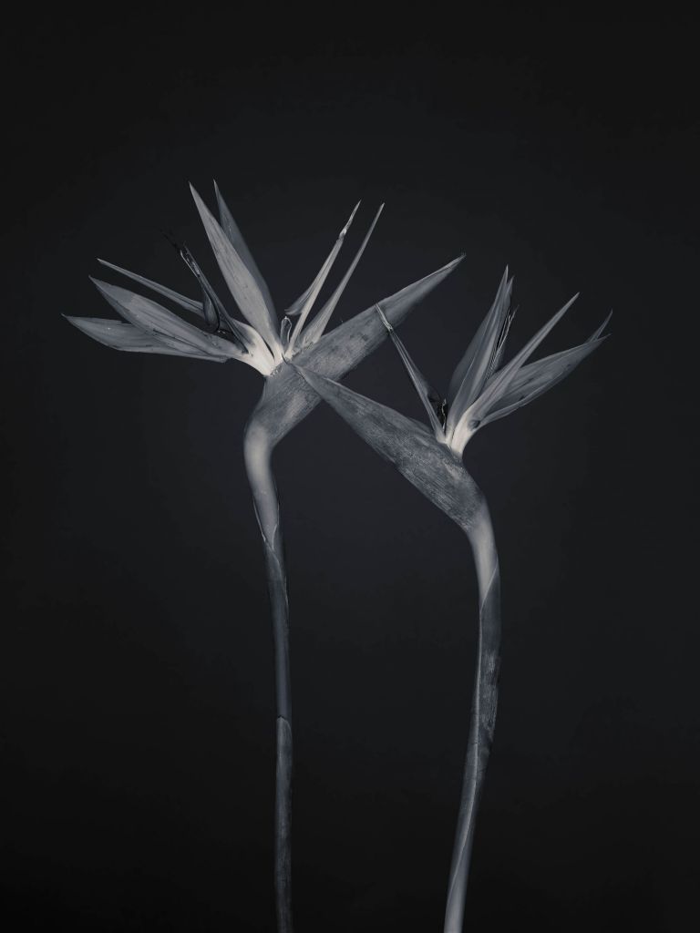 Fleurs oiseau de paradis en noir et blanc
