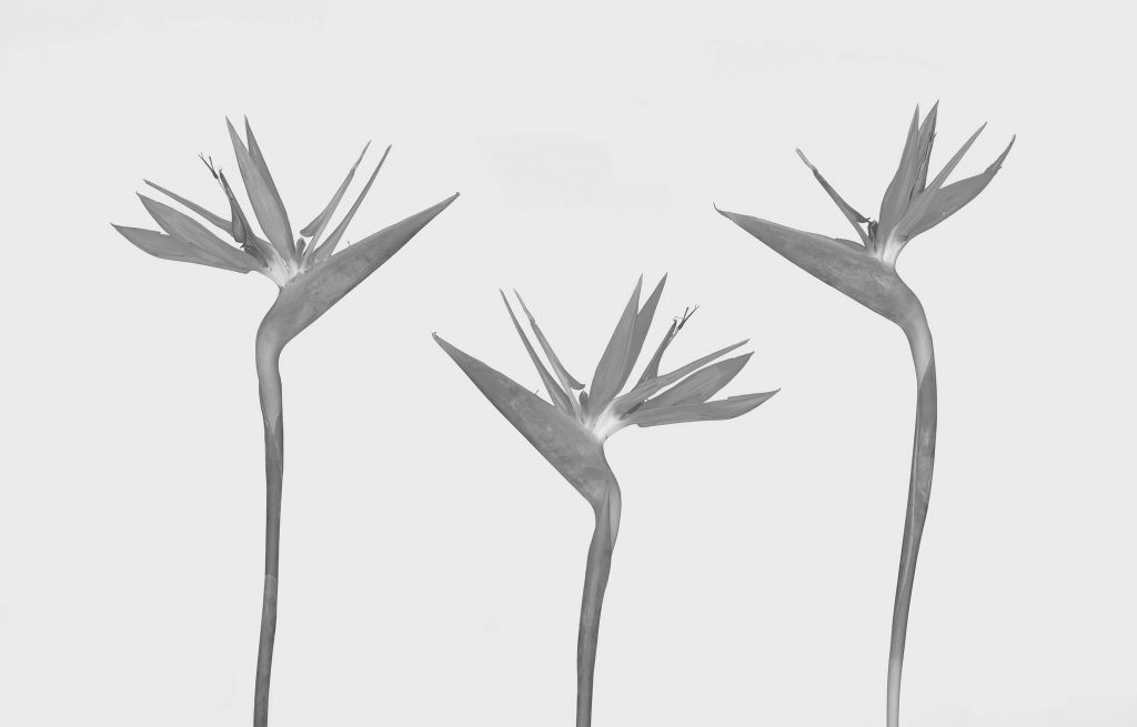 3 fleurs oiseau de paradis
