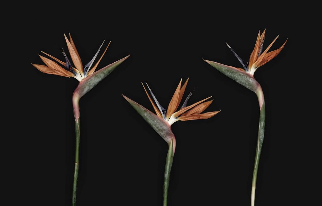 Fleurs exotiques oiseau de paradis