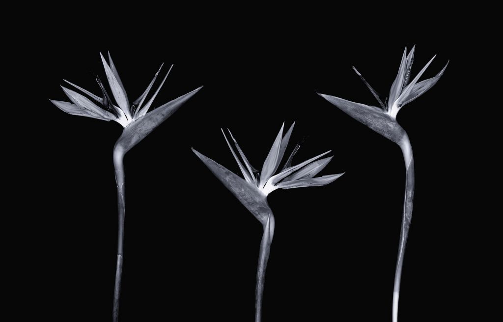 Fleurs exotiques noires et blanches