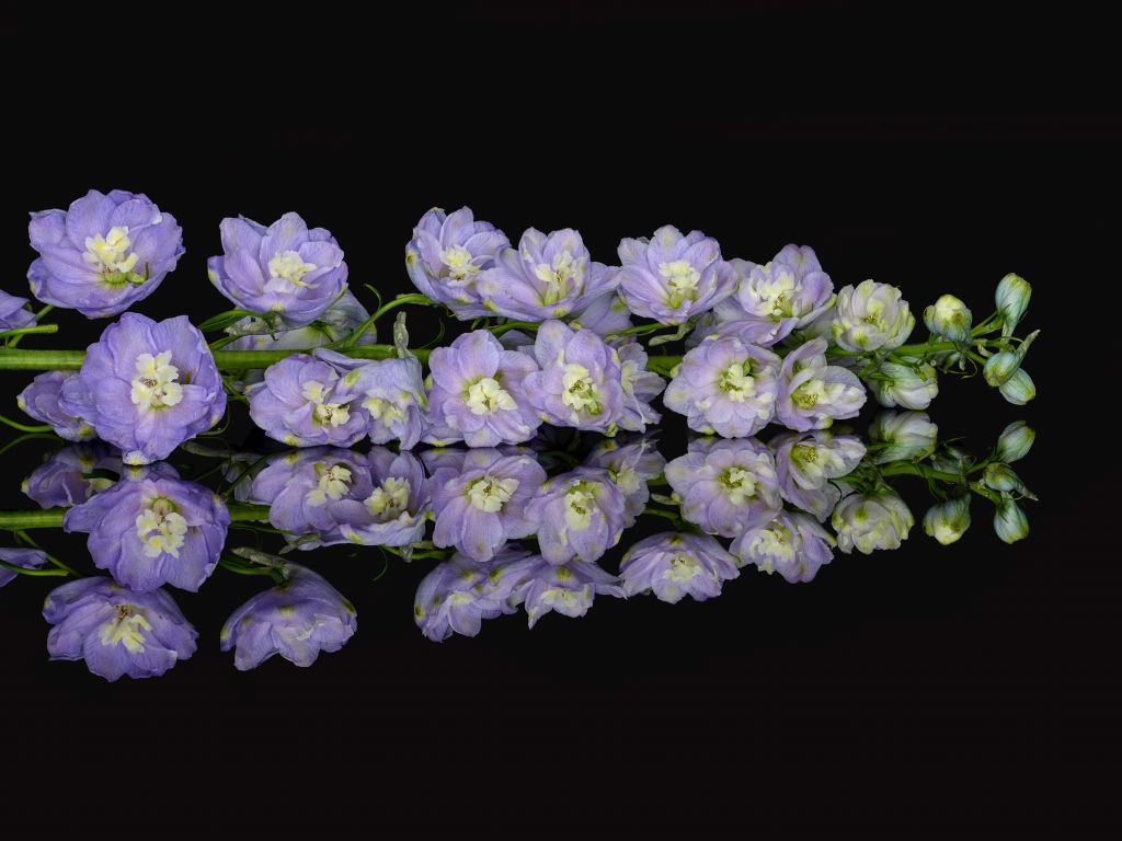 Fleurs avec reflets