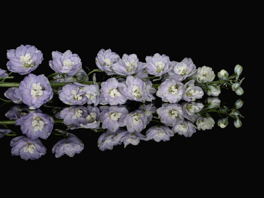Reflet de fleurs violettes