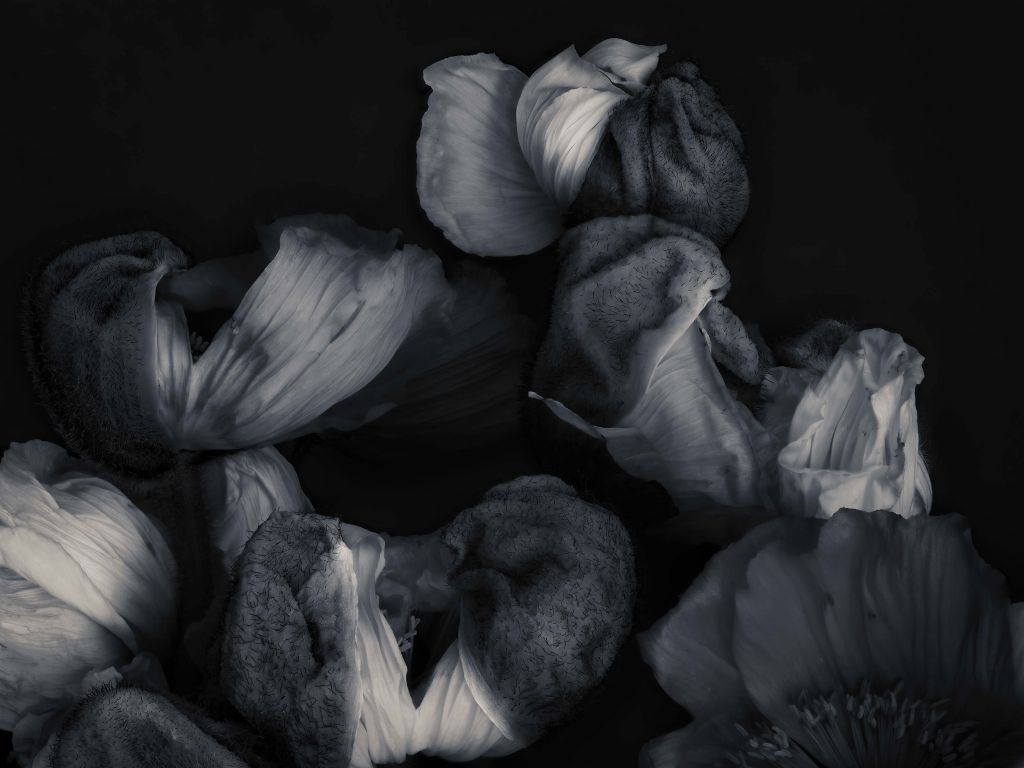 Coquelicots noir et blanc