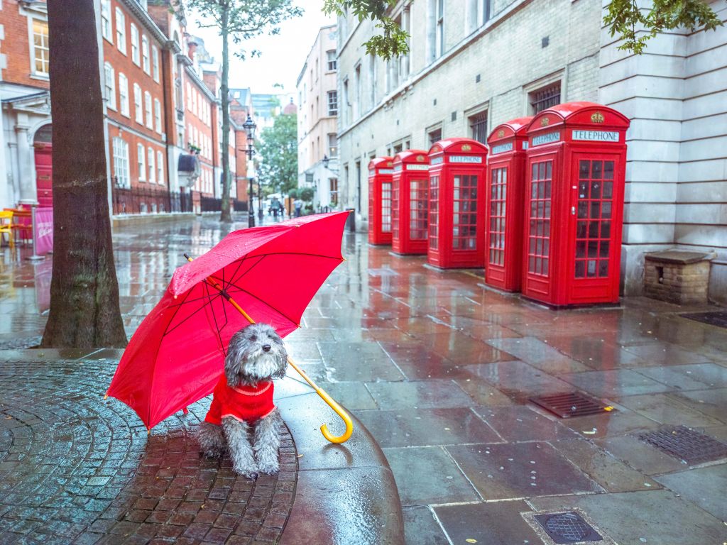 Chien avec un parapluie