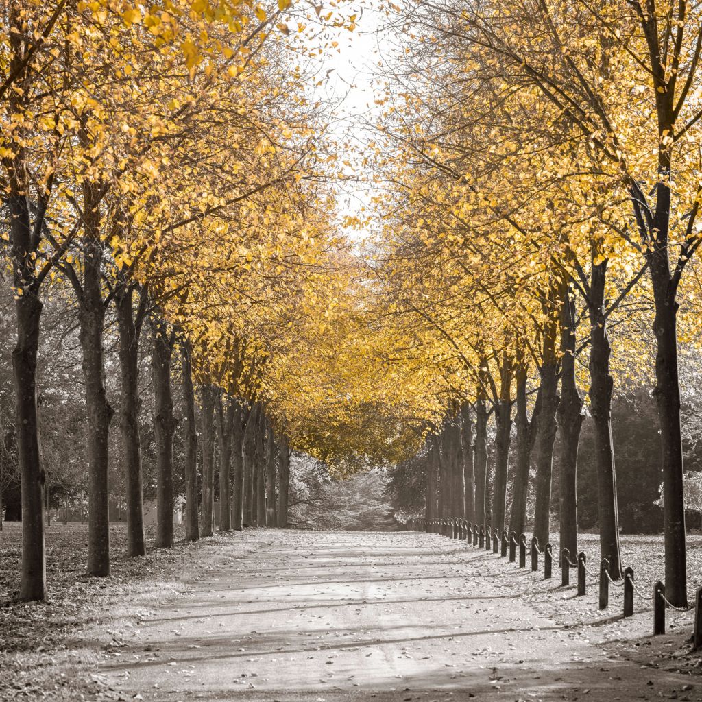 Chemin à travers les arbres