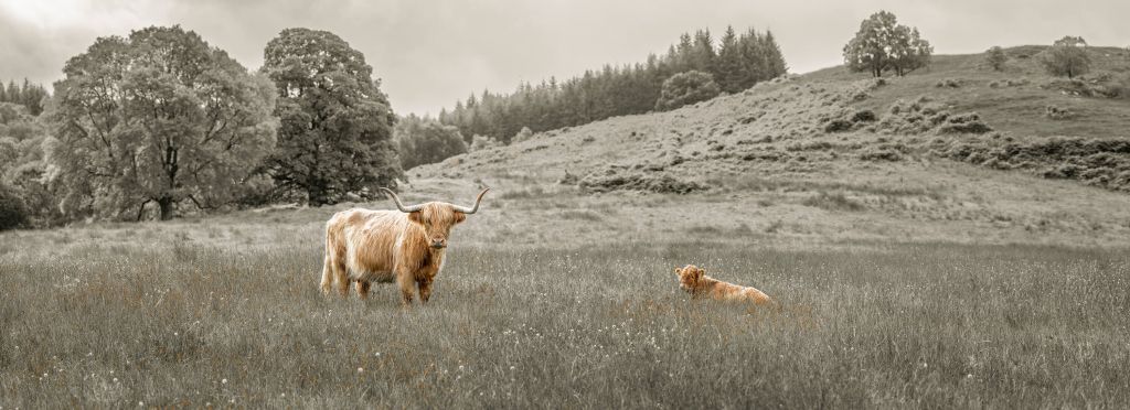 Highlander écossais avec veau