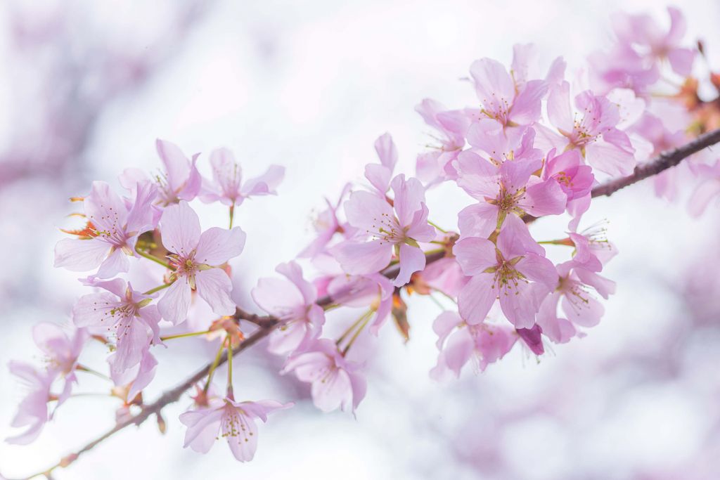 Fleur en gros plan