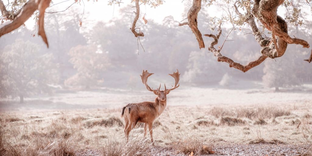 Cerf dans un champ