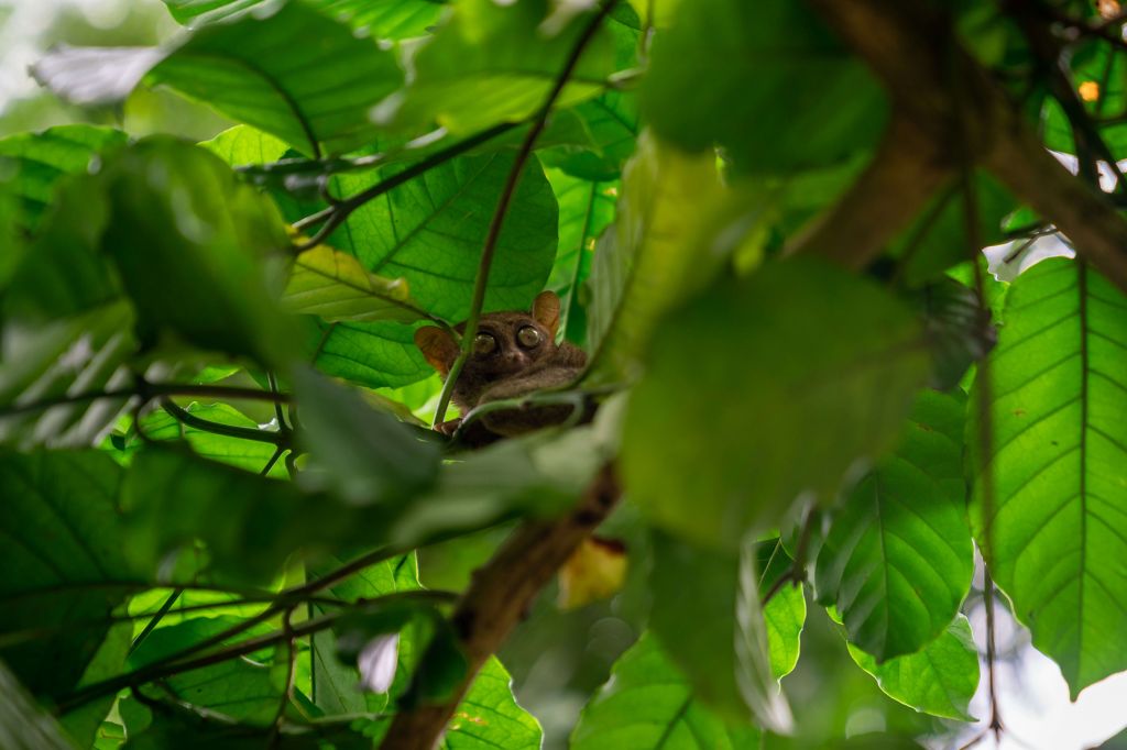 Animal étrange perché dans l'arbre