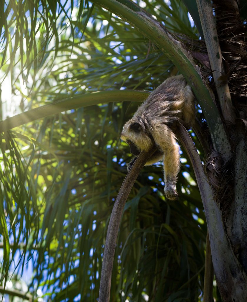 Singe hurleur doré