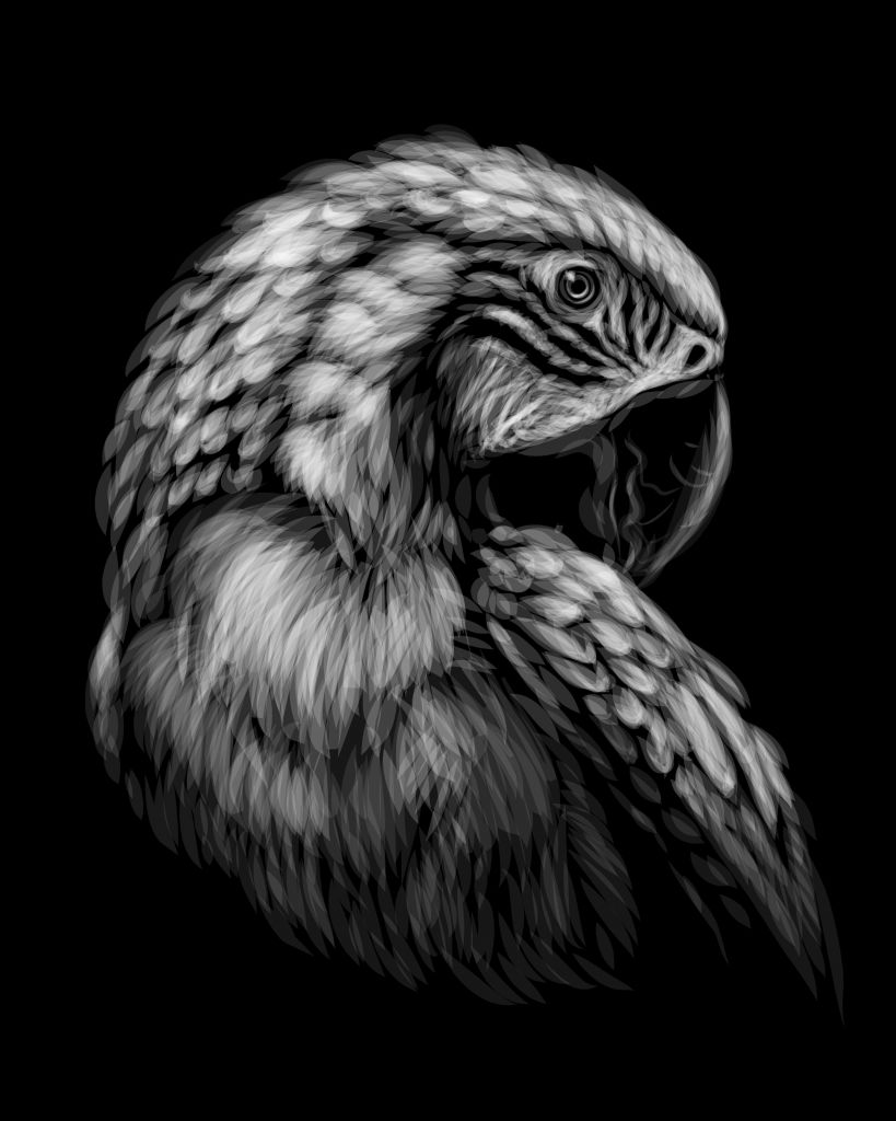 Ara en noir et blanc