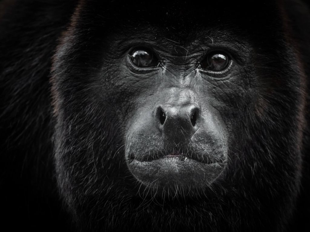 Gros plan sur un singe hurleur